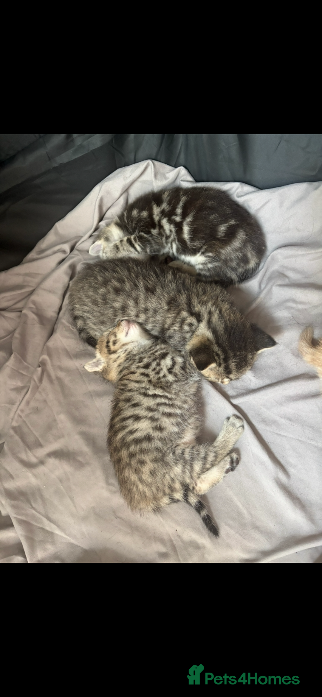 Bengal cats for sale: Beautiful bengal kittens  - Advert 1