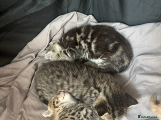 Bengal cats Beautiful bengal kittens - Advert 3