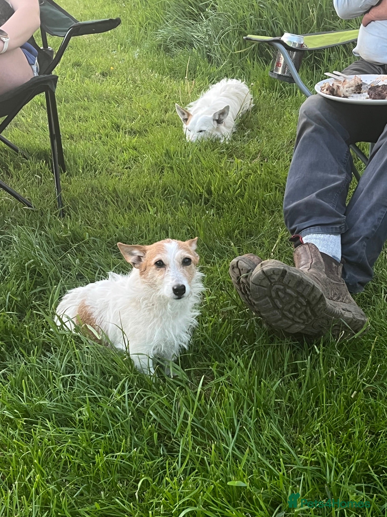 Jack Russell dogs  Tri coloured Jack Russel Pups! - Advert 1