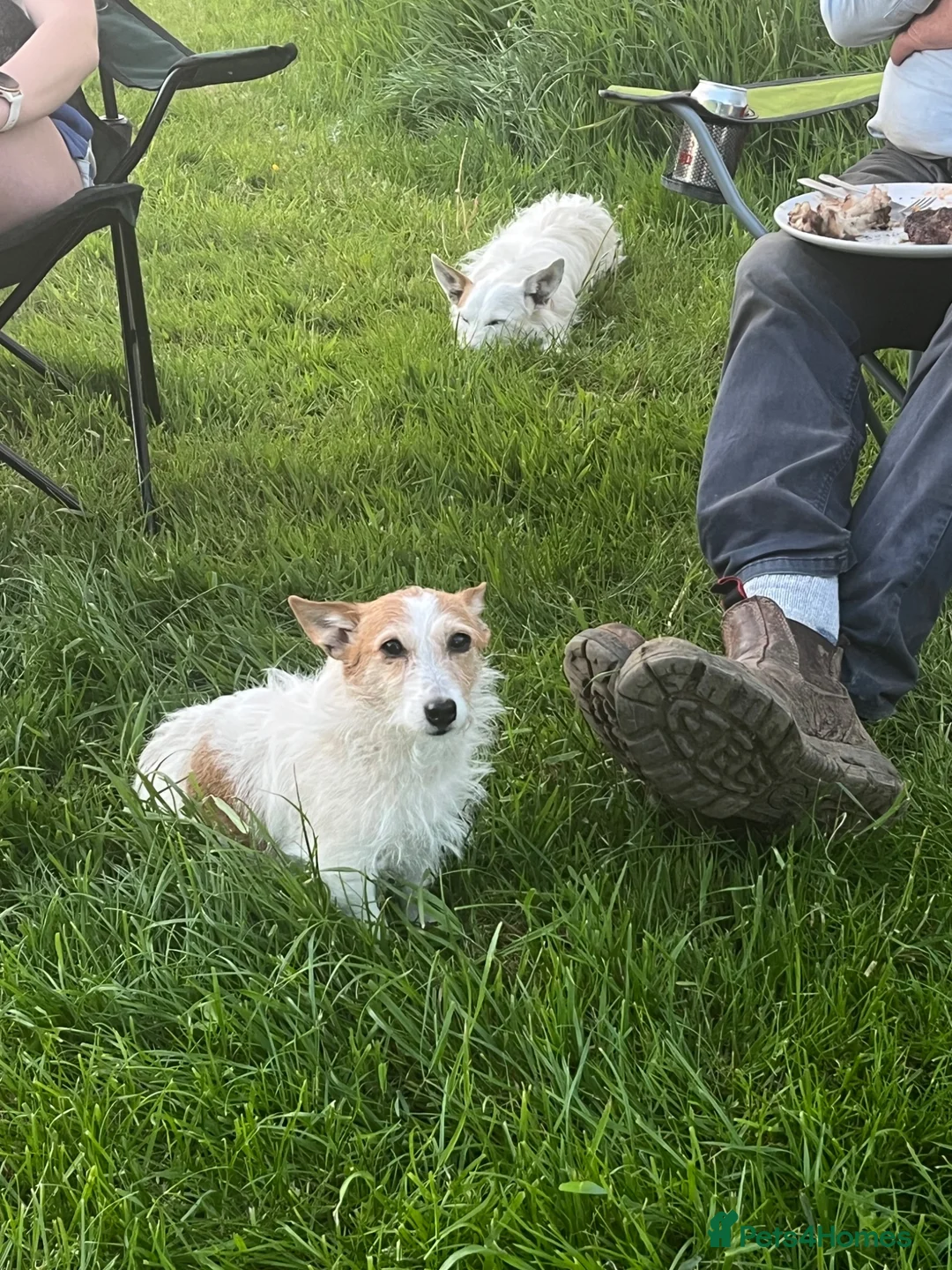 Jack Russell dogs for sale:  Tri coloured Jack Russel Pups! - Advert 1