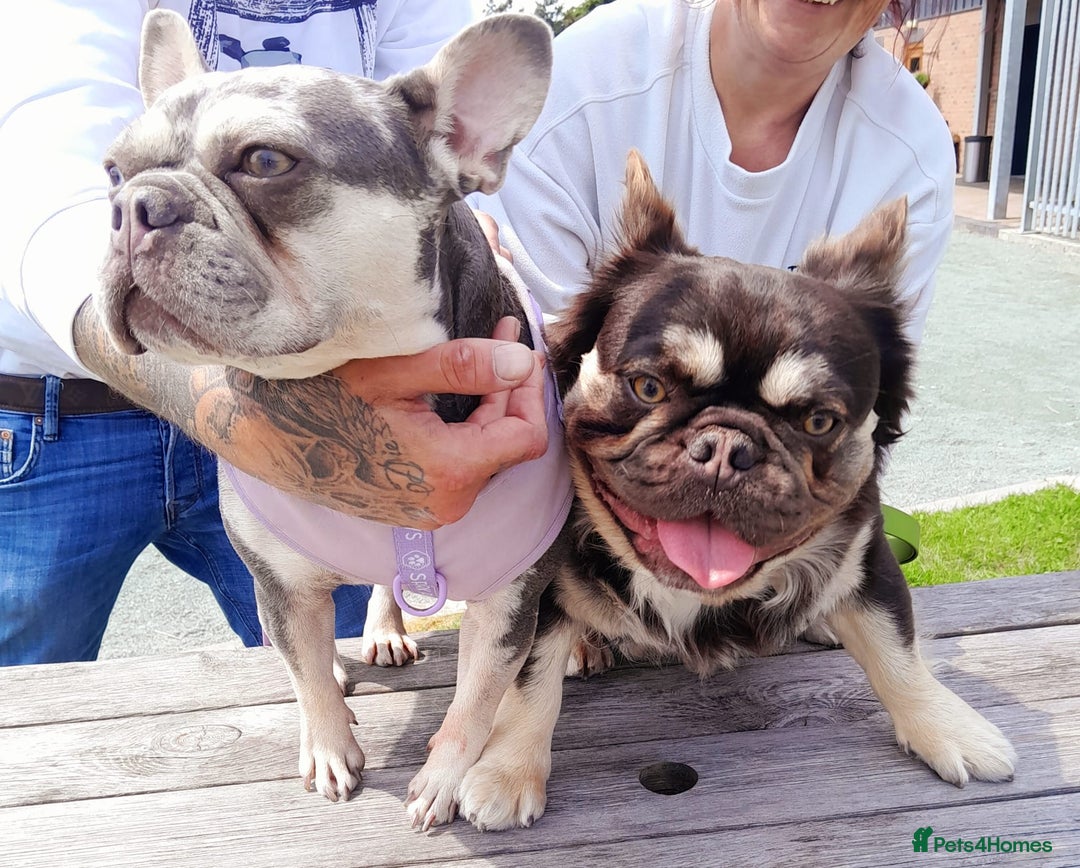 French Bulldog dogs for sale: French bulldog , merle, platinum, fluffy carriers. - Image 33
