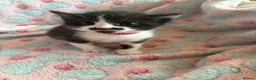 Mixed Breed cats for sale: Beautiful family kittens *microchipped*  - Advert 5