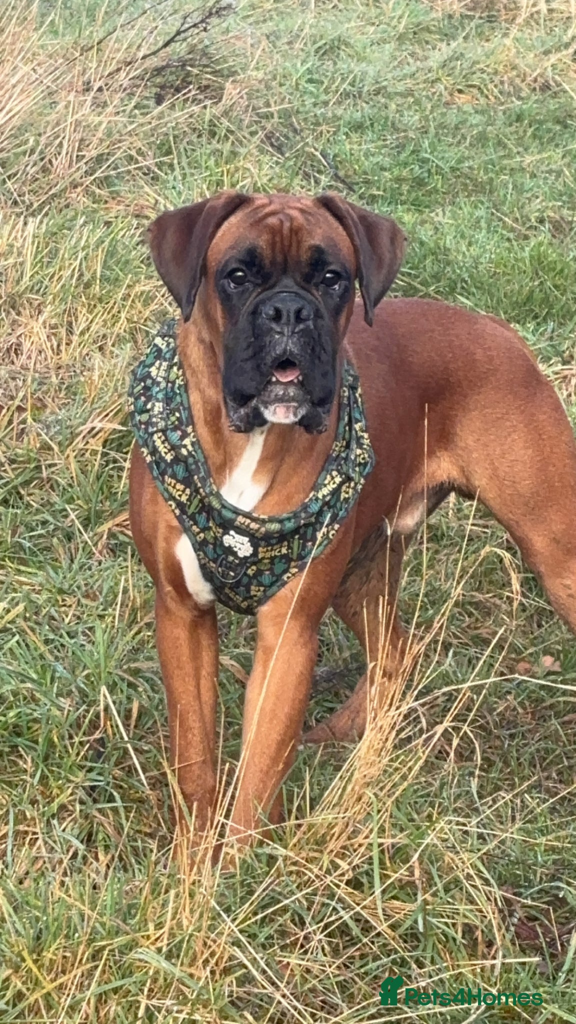 Boxer dogs 💙 Kc registered proven stud 💙 - Advert 1