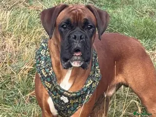 Boxer dogs 💙 Kc registered proven stud 💙 - Advert 1