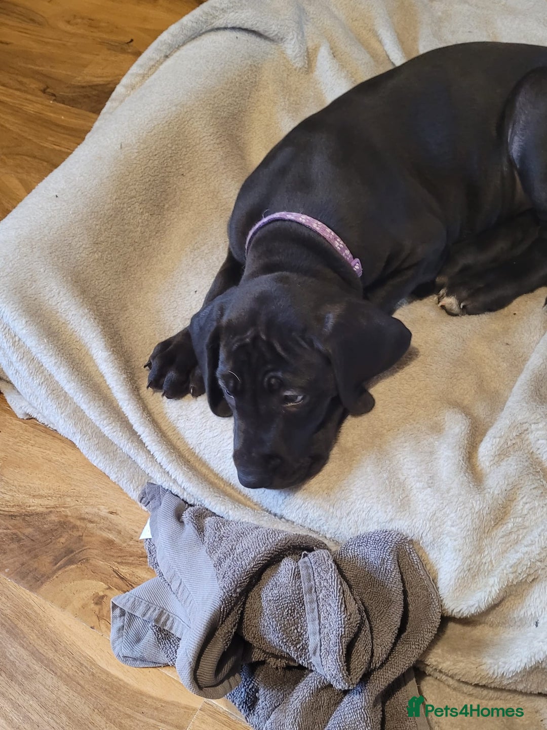 Great Dane dogs for sale: Only 2 beautiful Great Dane girls left. Ready now - Advert 21