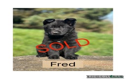 German Shepherd dogs for sale: German Shepherd Puppies  - Image 7