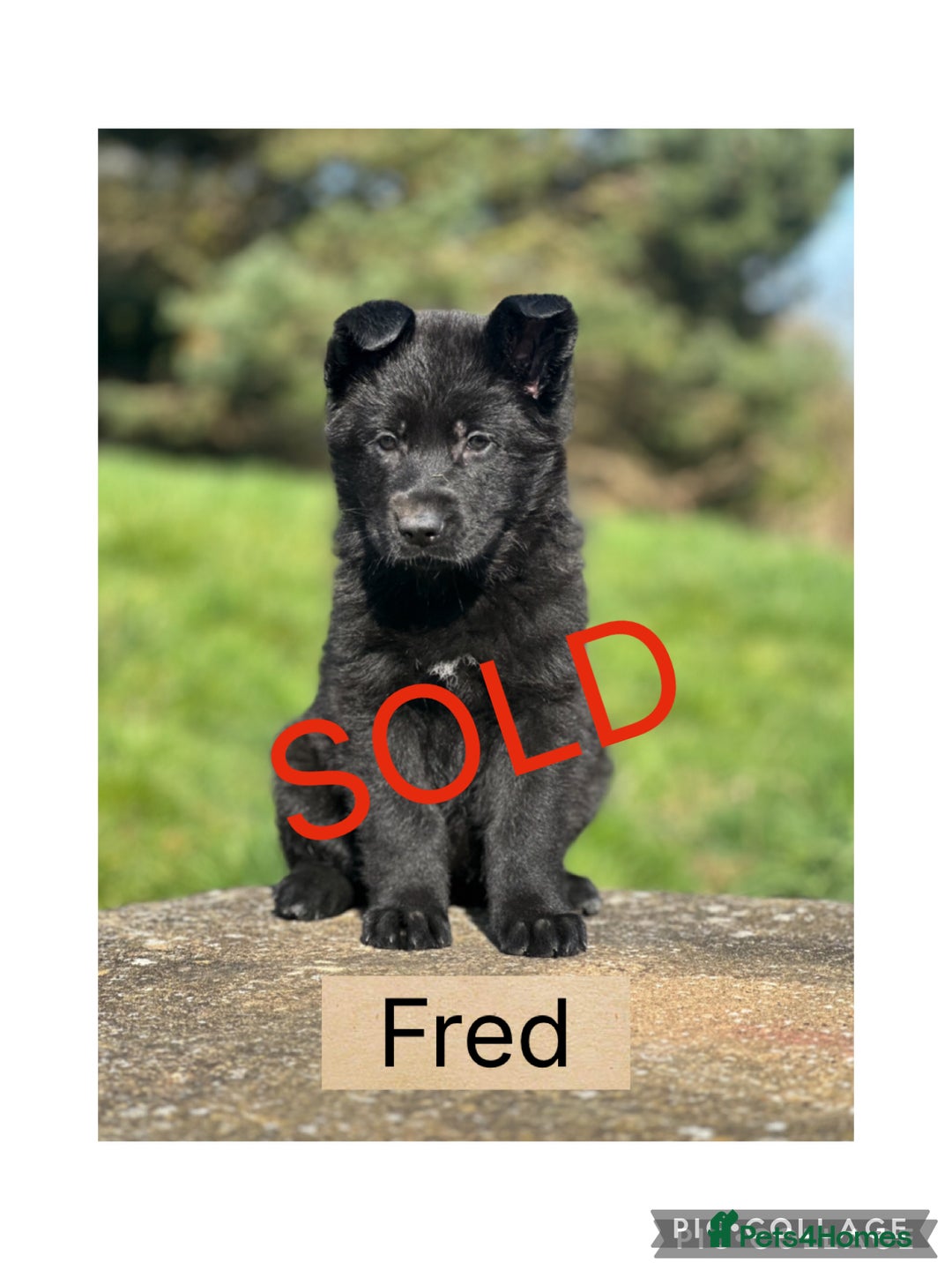 German Shepherd dogs for sale: German Shepherd Puppies  - Image 7