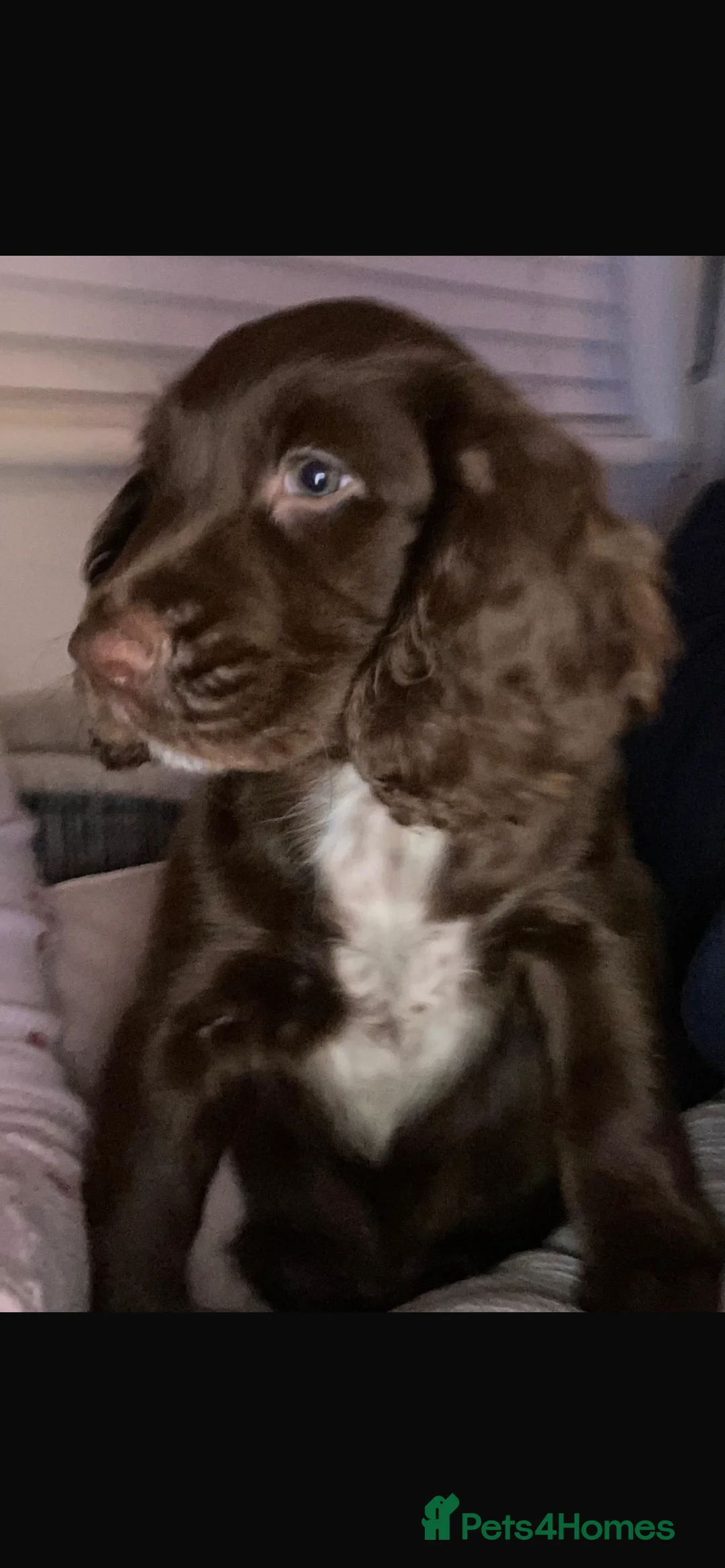 Sprocker dogs for sale: Beautiful Sprocker Puppies Ready 30th December - Advert 35