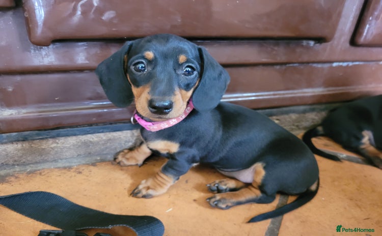 Miniature Dachshund dogs - Advert 3