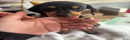 Dachshund dogs for sale: Dachshund puppies - Advert 4