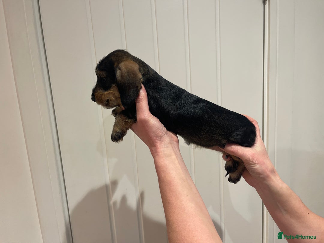 Dachshund dogs for sale:  Miniature Wirehaired Dachshund  puppies  - Advert 19