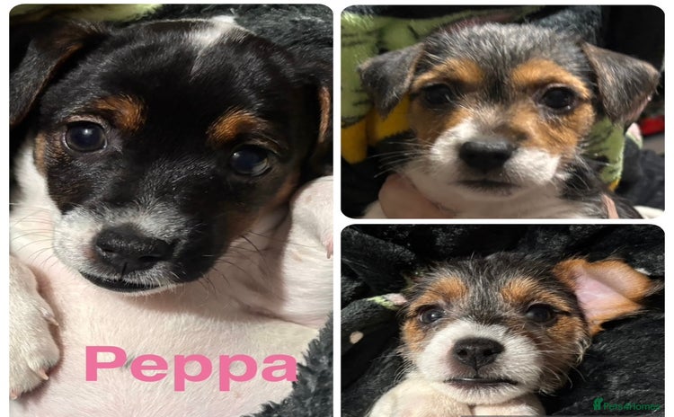 Mixed Breed dogs - Advert 6