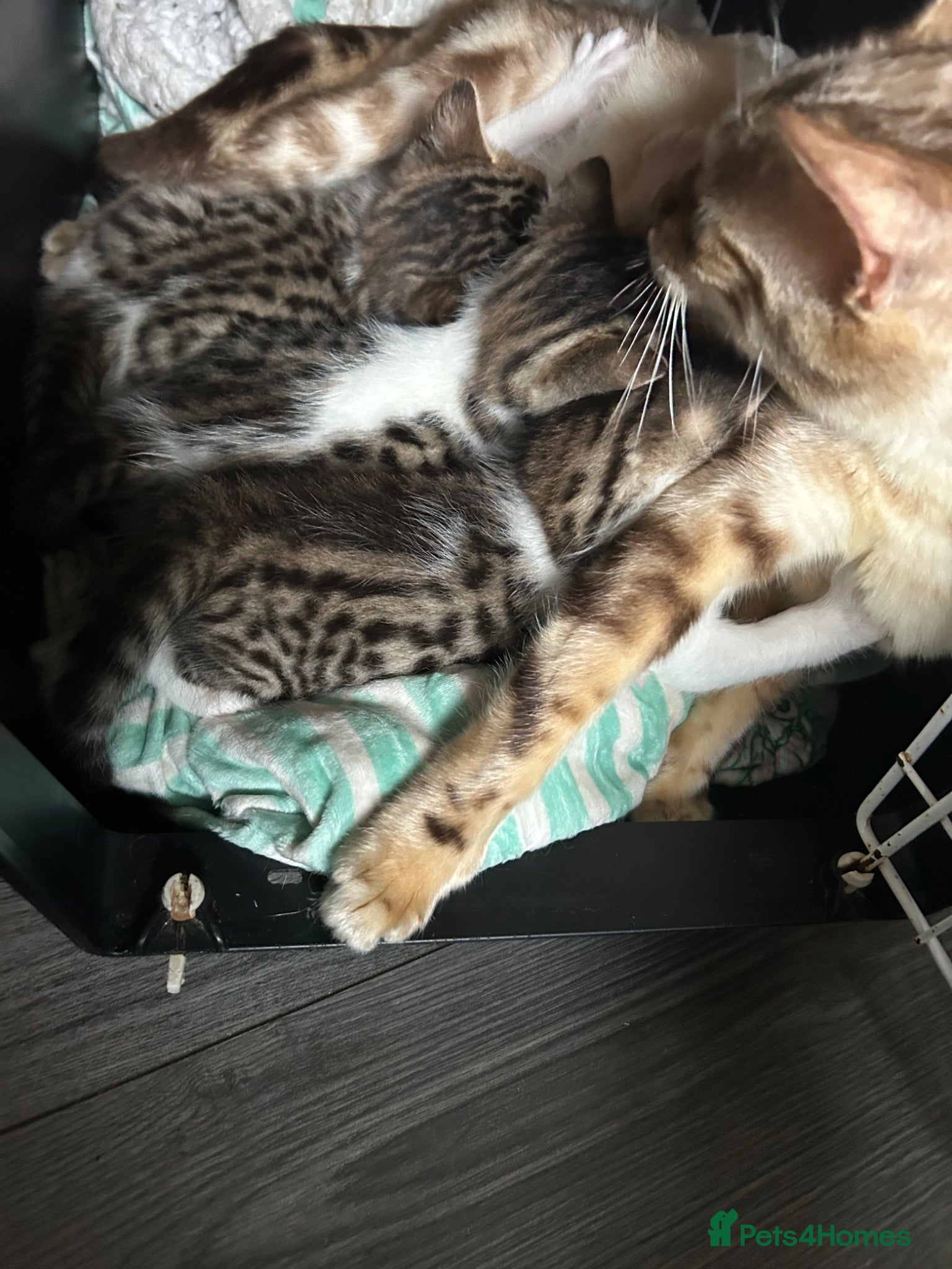 Bengal cats Bengal crossed  - Advert 7