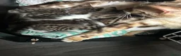 Bengal cats for sale: Bengal crossed  - Advert 1