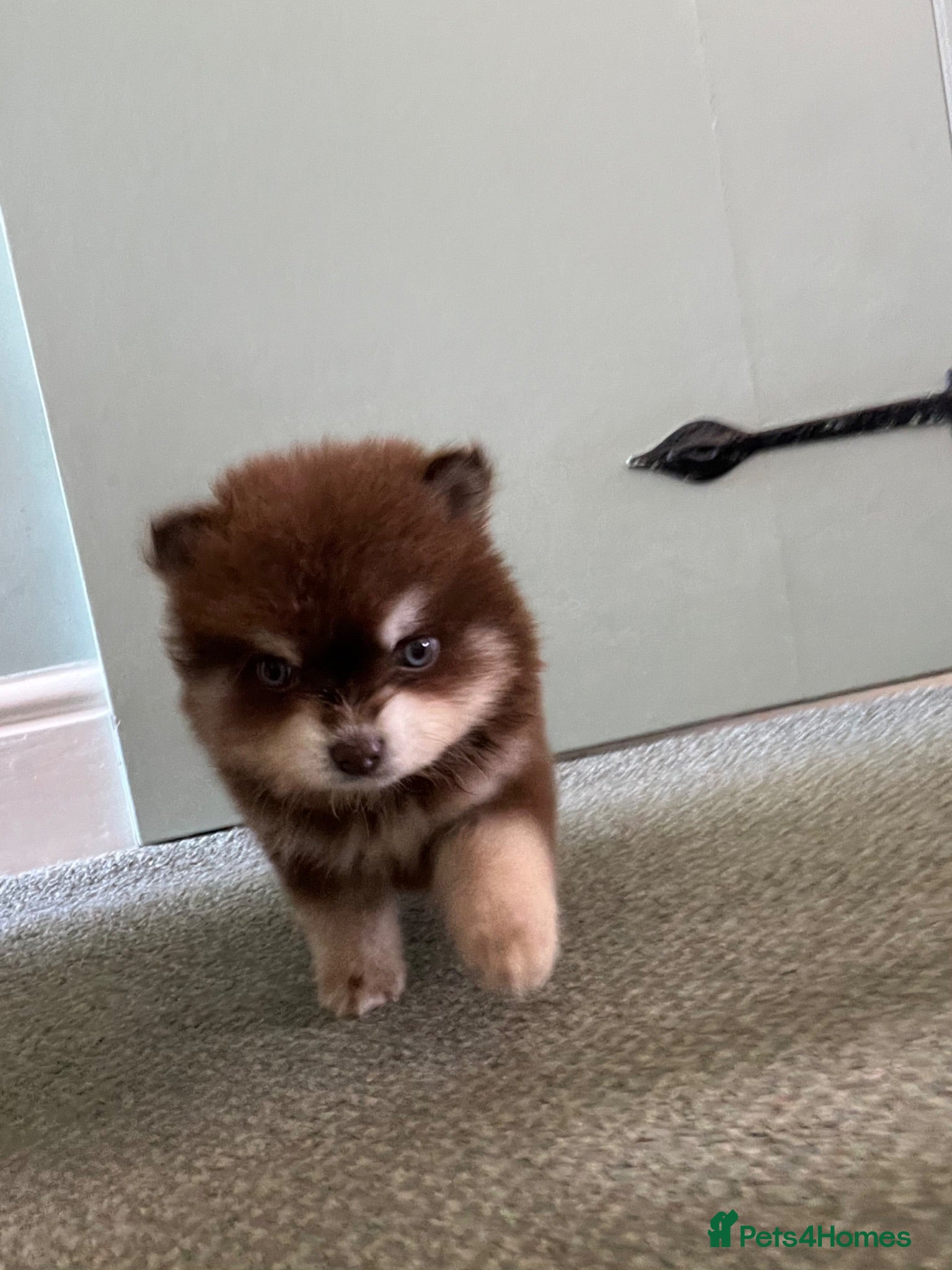 Pomsky dogs Pomsky puppies  - Advert 10