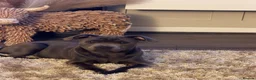 Staffordshire Bull Terrier dogs for sale: Female blue Staffordshire bull terrier  - Advert 4