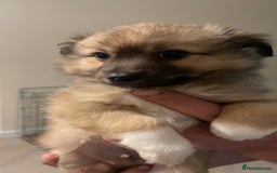 German Spitz dogs for sale: Ready to leave now German spritz puppies  - Image 4