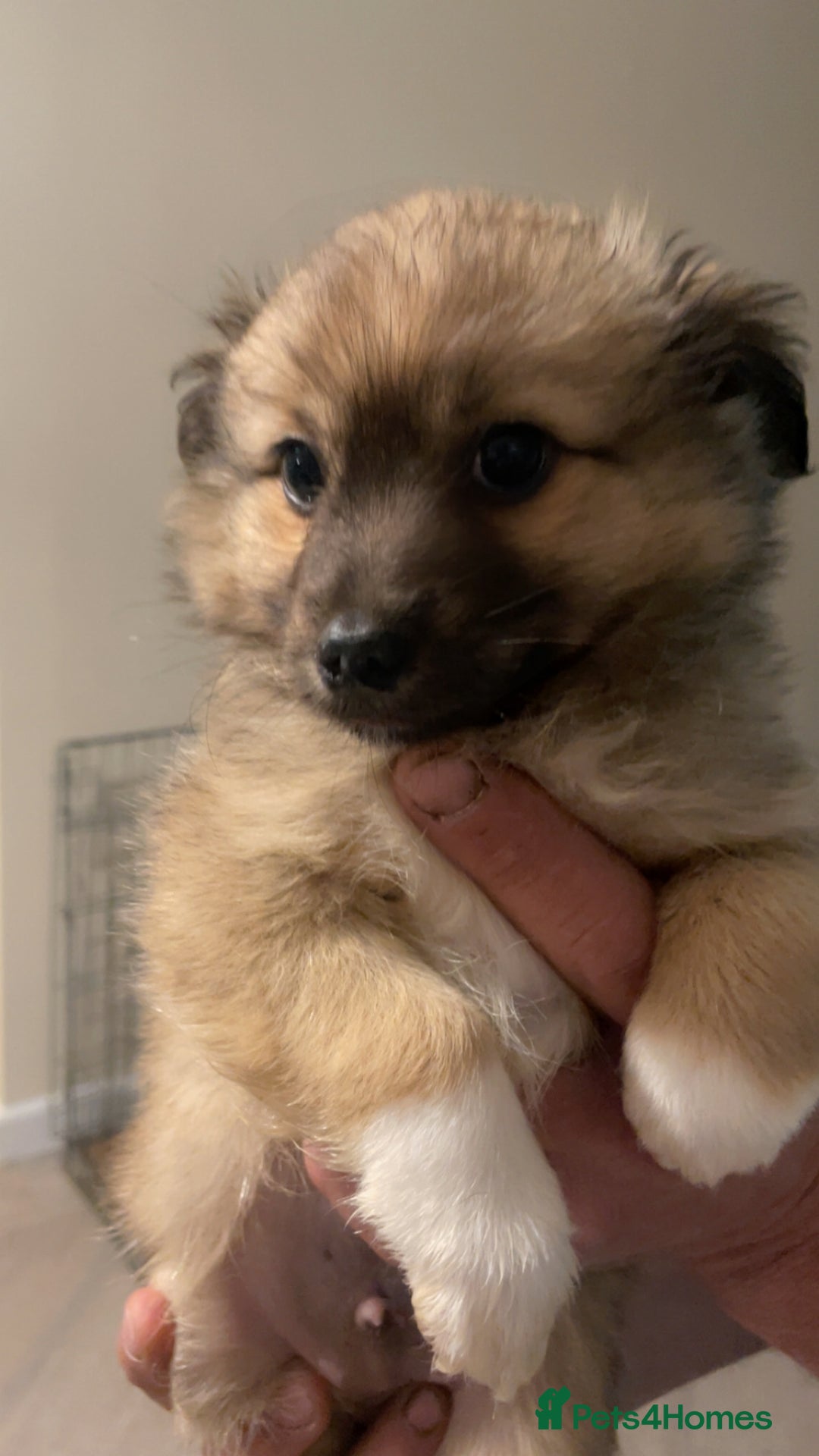 German Spitz dogs for sale: Ready to leave now German spritz puppies  - Image 4