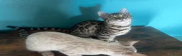 Bengal cats for sale: Supper friendly TICA registered kittens  - Advert 14