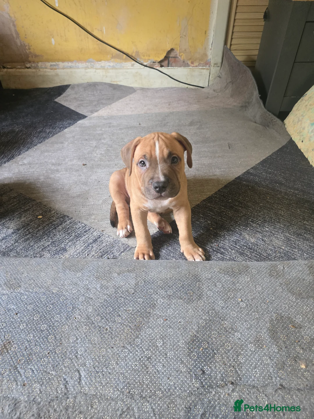 Mixed Breed dogs for sale: Pocket bully cross presa canario in Blackburn - Advert 20