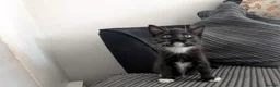 Mixed Breed cats for sale: Kitten  - Advert 14