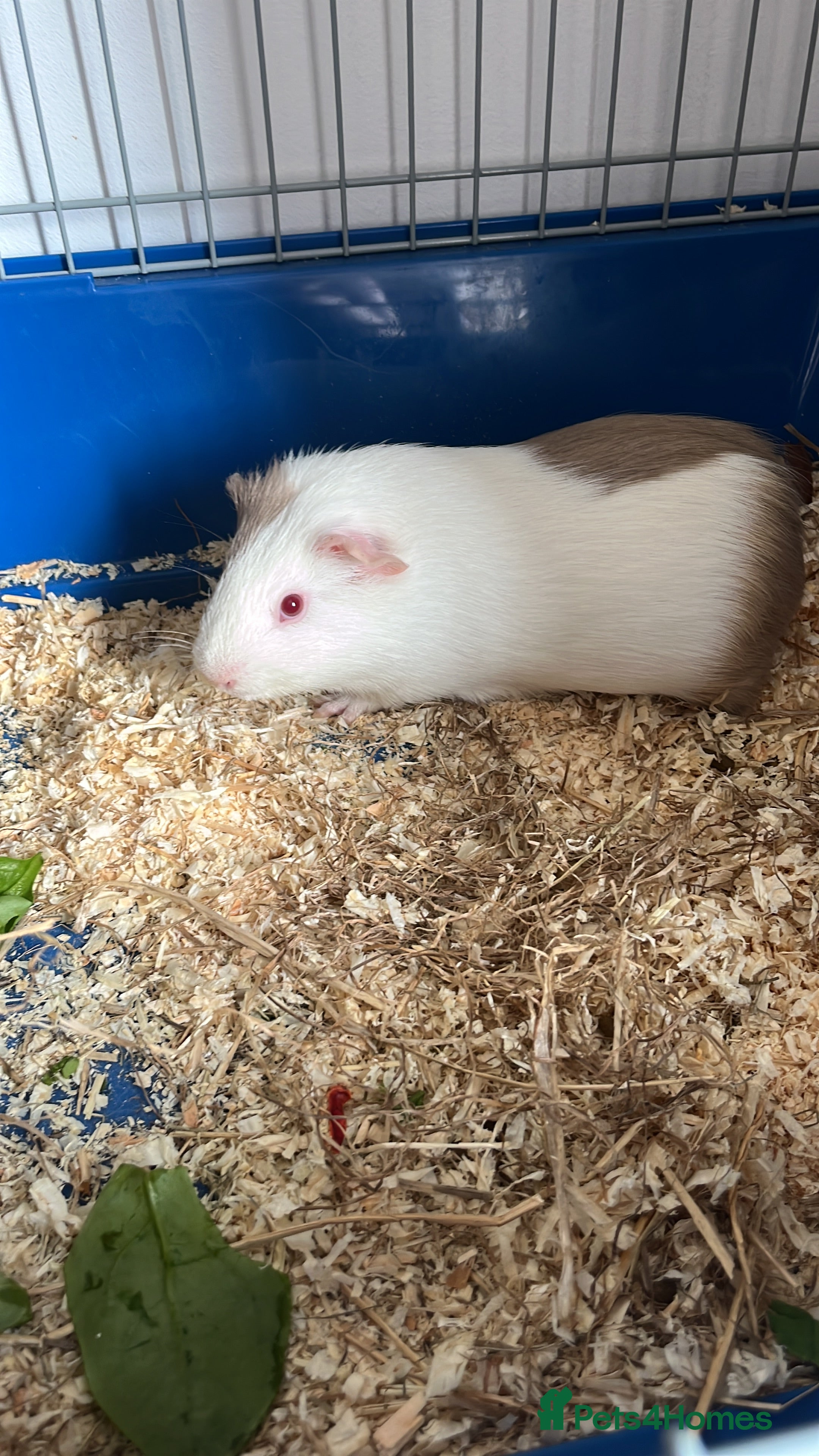 Guinea Pig rodents 2 gorgeous male ginnie pigs  - Advert 8