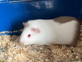 Guinea Pig rodents 2 gorgeous male ginnie pigs - Advert 5