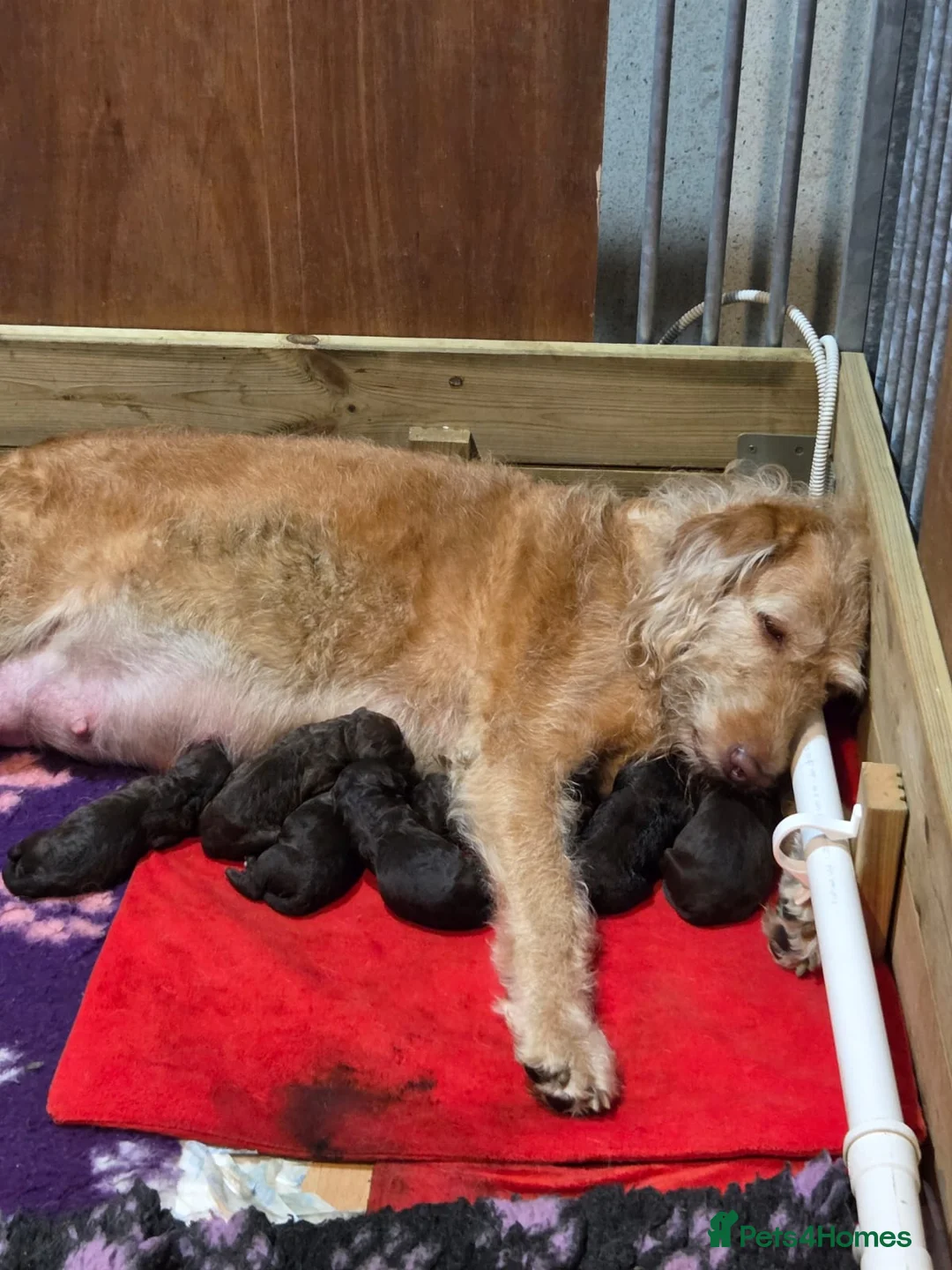 Goldendoodle dogs for sale: DELIGHTFUL WELL BRED DOODLES - Advert 11