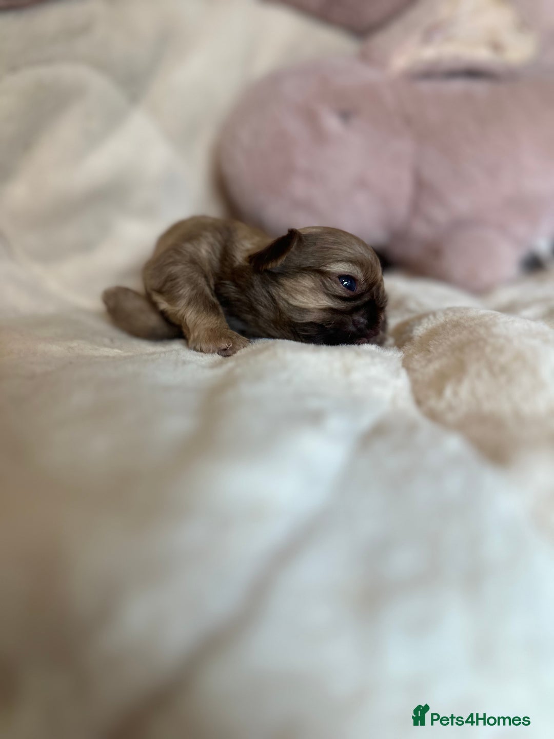 Shih Tzu dogs for sale: Beautiful shihtzu puppies - Image 18