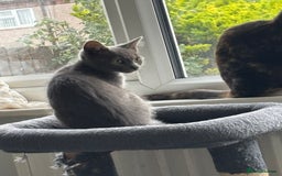 Mixed Breed cats for sale: Kittens  - Image 17