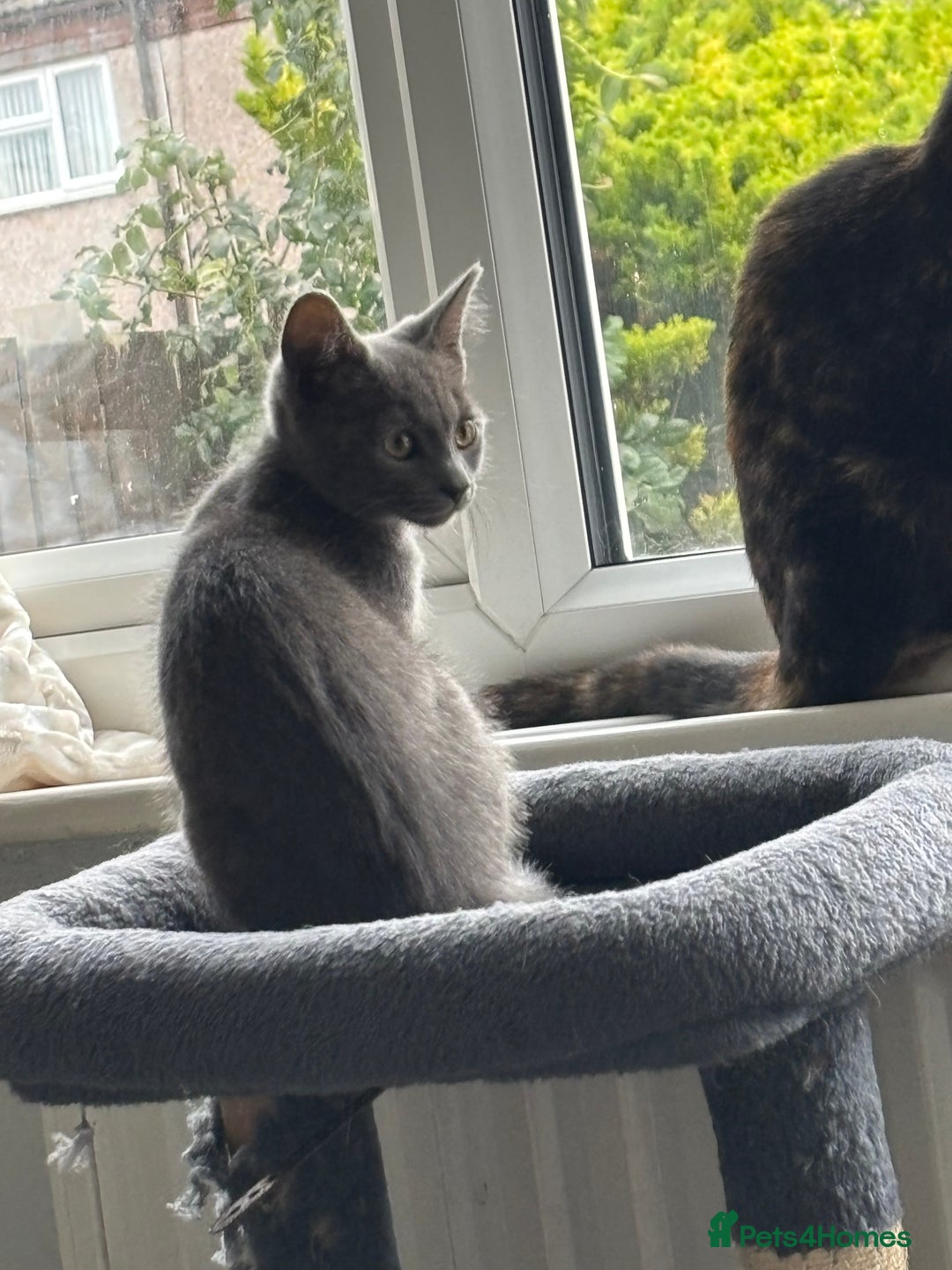 Mixed Breed cats for sale: Kittens  - Image 17