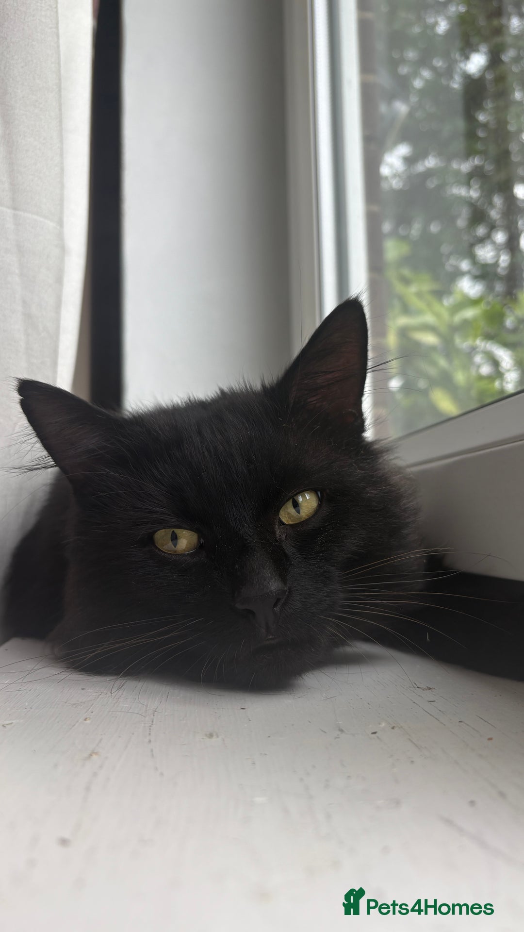 Norwegian Forest Cat cats for sale: Four Year old Norwegian Forest Cat For Sale - Image 1