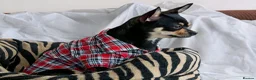 Chihuahua dogs for sale: Pepe and Coco are looking for a new home in London - Advert 3