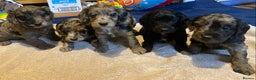 Cockapoo dogs for sale: Beautiful Blue Merle babies  - Advert 2