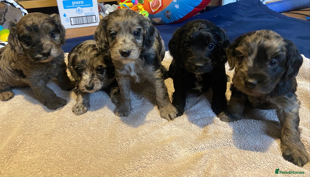 Cockapoo dogs for sale: Beautiful Blue Merle babies  - Advert 2