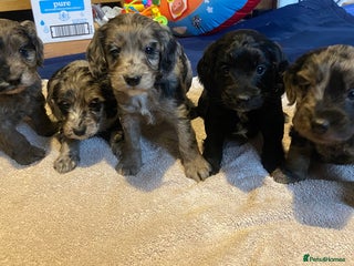 Cockapoo dogs Beautiful Blue and Chocolate Merle babies - Advert 17