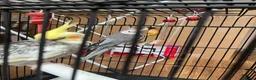 Cockatiels birds for sale: 2 birds 8 weeks old with cage and everything  in Greenford - Advert 5