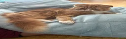 Maine Coon cats for sale: Scottish fold longhair mix - Advert 6