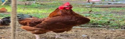Hens poultry for sale: 4 Rousters need rehoming - Advert 1