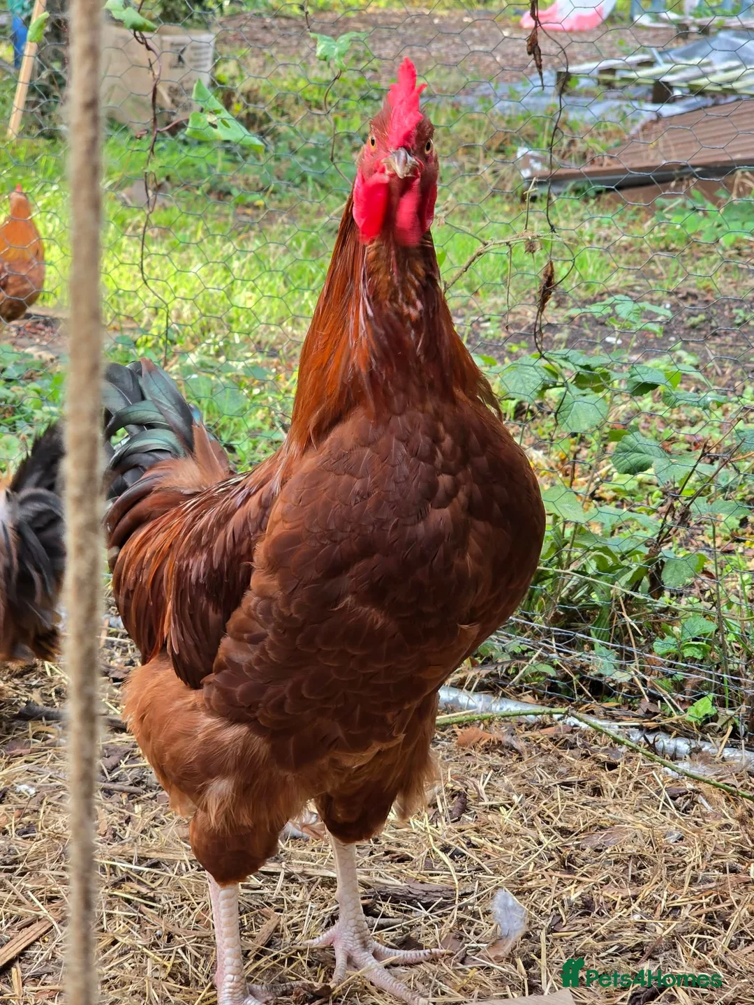 Hens poultry for sale: 4 Rousters need rehoming - Advert 1