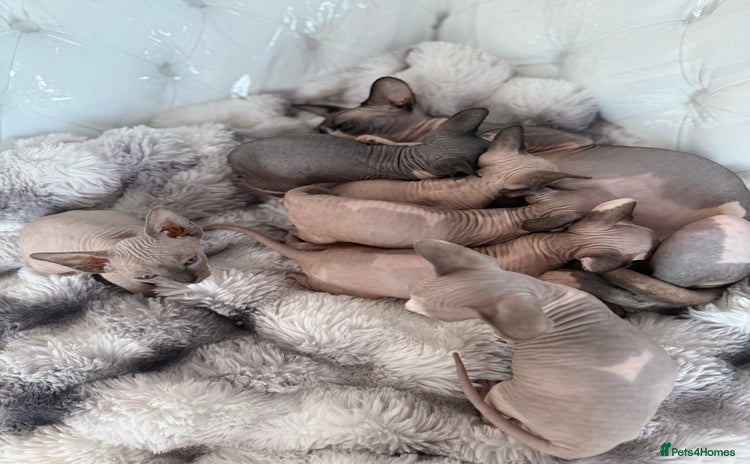 Sphynx cats canadian sphynx for sale  - Advert 4