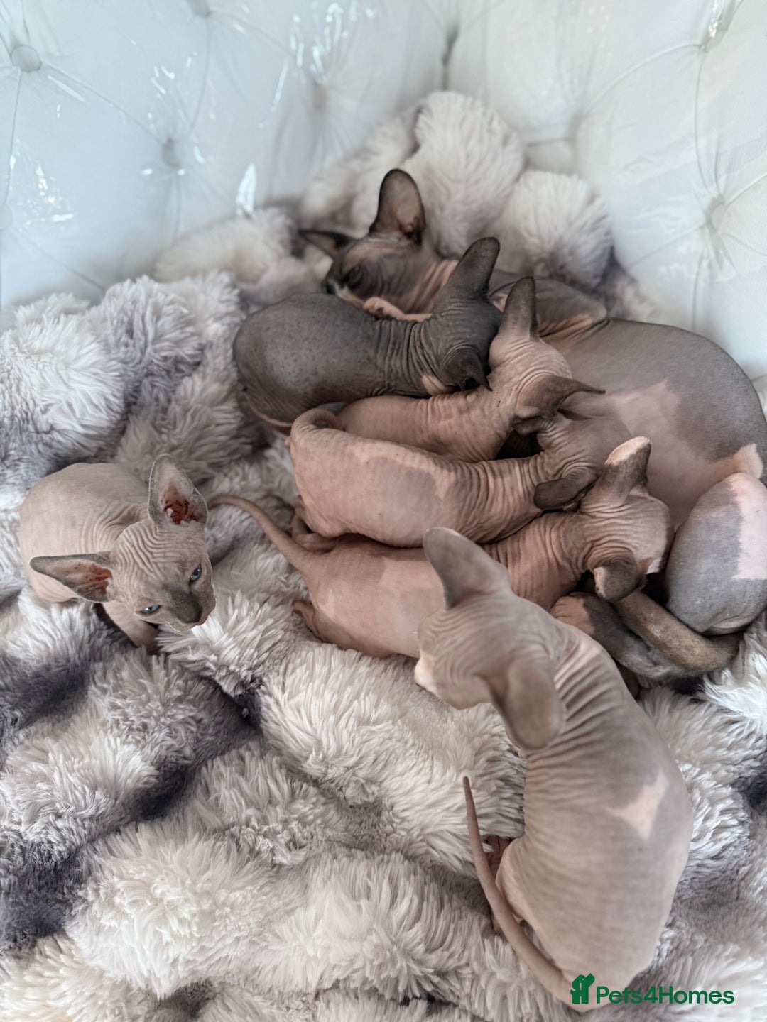 Sphynx cats for sale: canadian sphynx for sale  - Advert 1