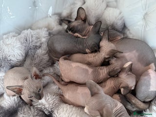 Sphynx cats canadian sphynx for sale - Advert 4