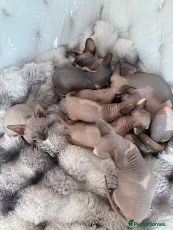 Sphynx cats canadian sphynx for sale - Advert 4