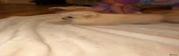 Pomeranian dogs for sale: ✨ Exceptional Pomeranian Puppies – KC Reg ✨ - Advert 15