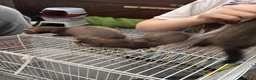 Ferret rodents for sale: Ferret kits  - Advert 6