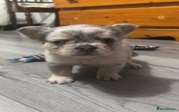 French Bulldog dogs for sale: Beautiful fluffy French bulldogs  - Image 8