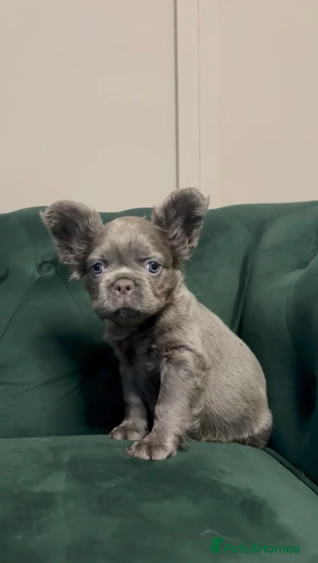 French Bulldog dogs for sale: BLUE AND PINK FLOODLES/FULL FLUFFY  FRENCH PUPPIES - Advert 1