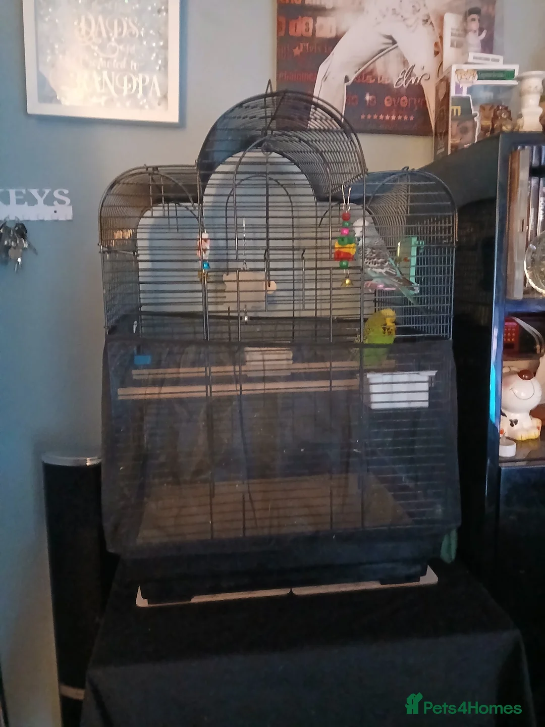 Budgerigars birds for sale: BUDGIES FOR SALE - Advert 4