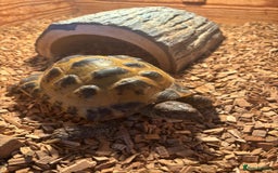 Tortoise reptiles for sale: Horsefield Tortoise - Image 2